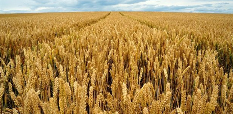 ECC wheat import decision challenged in LHC