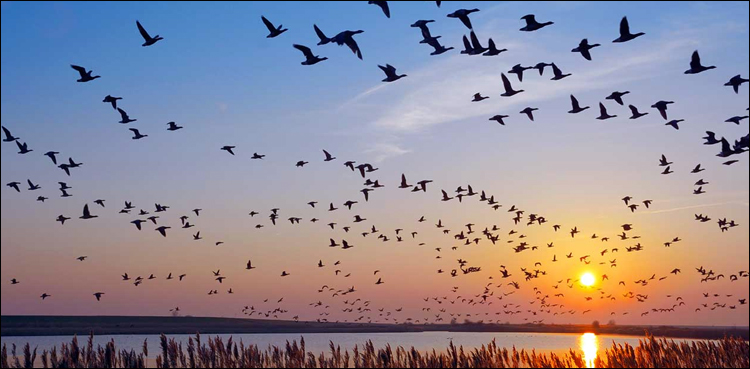 Scientists propose sweeping new law of nature