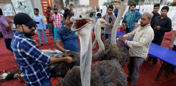 Karachi charity dishes out ostrich as Ramadan treat for poor