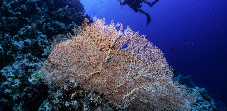 'Super corals' give glimmer of hope for world's dying reefs