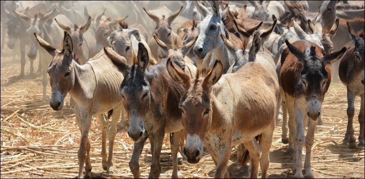 Khairpur citizens can't step outside home because of donkeys!