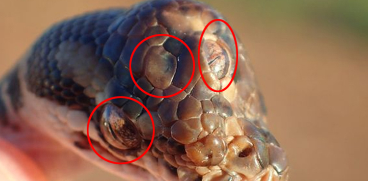 Three-eyed snake found in Australia has scientists scratching their heads