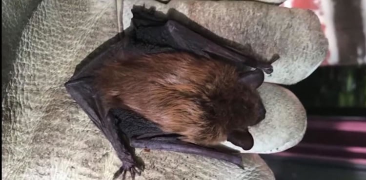 Bat hidden inside tablet case bites man's finger