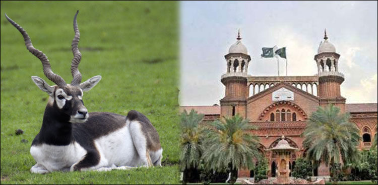 LHC gives Commission time to submit report on black bucks in Punjab