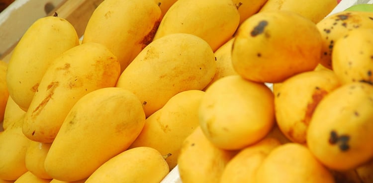 Customs clears first mango consignment for export to Russia