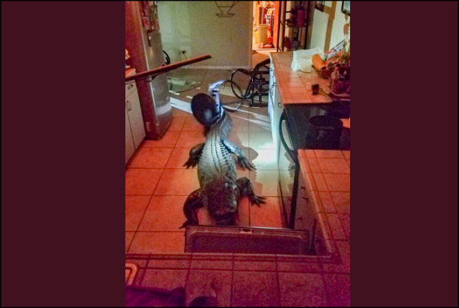 Alligator breaks into kitchen, horrifying video goes viral