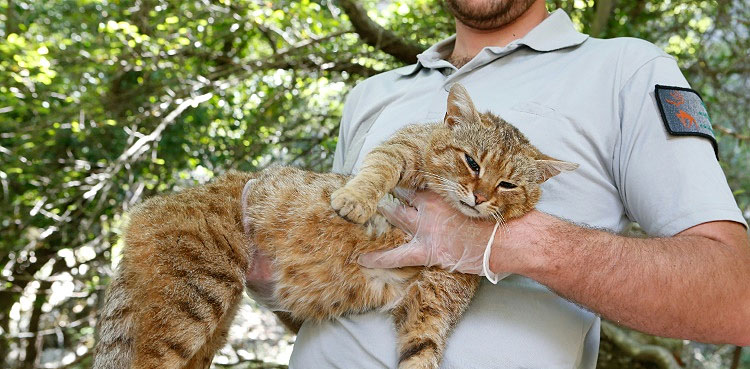 'Cat-fox': On the trail of what may be a new species