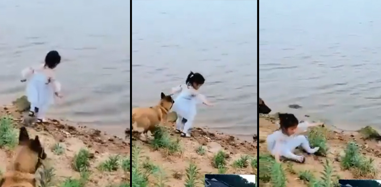 Dog pulls back little girl from falling into water, video goes viral