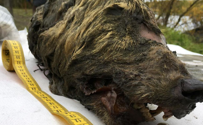 40,000 year-old wolf head uncovered