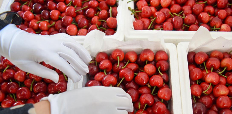 How China's US tariff jab choked a cherry import boom