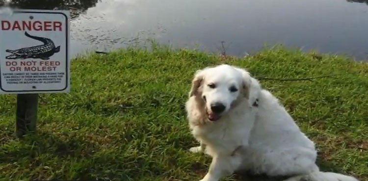 75-year-old man kicks alligator in the snout, saves dog