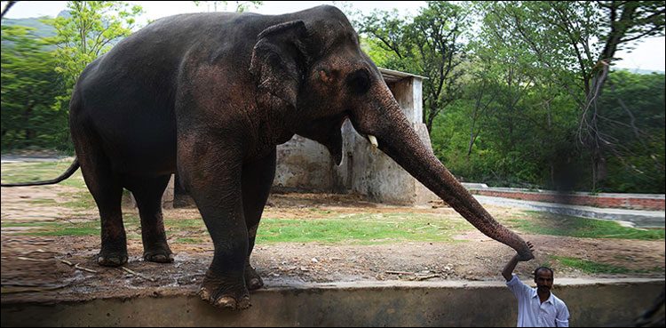 IHC orders measures to protect Marghazar Zoo animals from harm