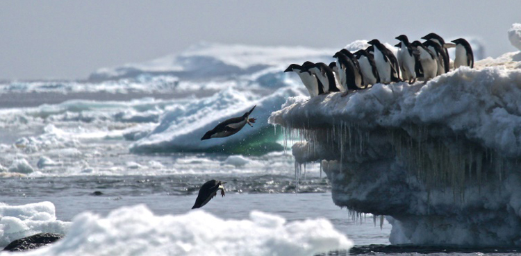 Antarctic sea ice in dizzying decline since 2014: study