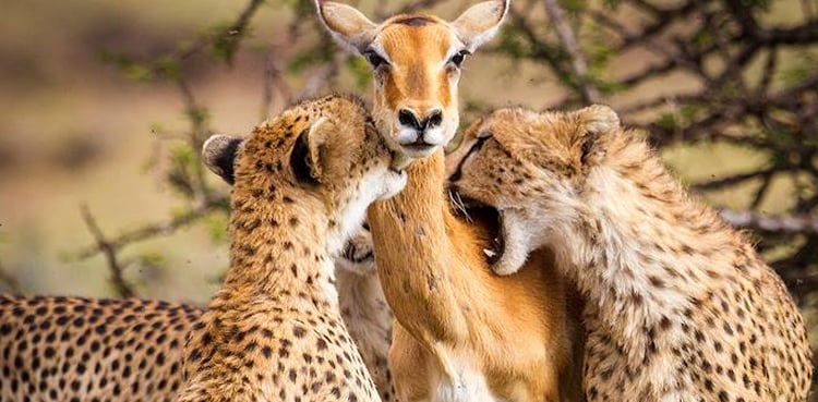 Did this photo push the photographer into depression?