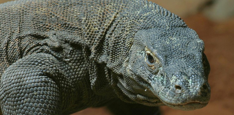 Genome study finds roots of Komodo dragon's tenaciousness