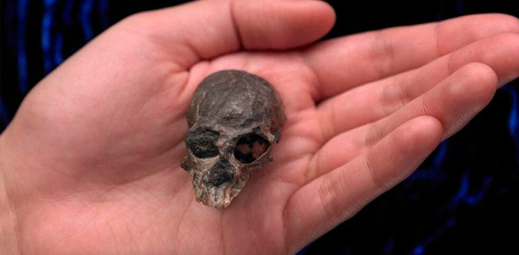 Ancient monkey skull reveals secrets of primate brain evolution