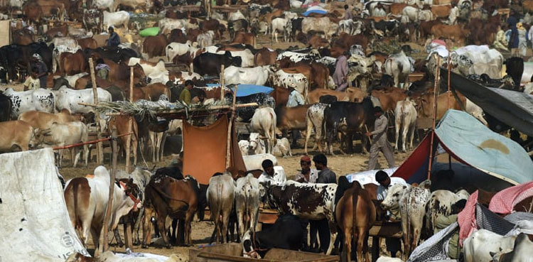Over 85,000 sacrificial animals reach Karachi cattle market