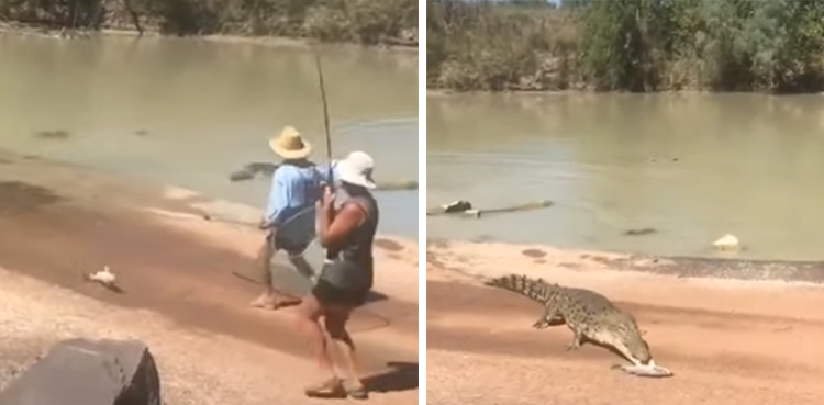 Crocodile crawls out to snatch fish caught by woman, video goes viral