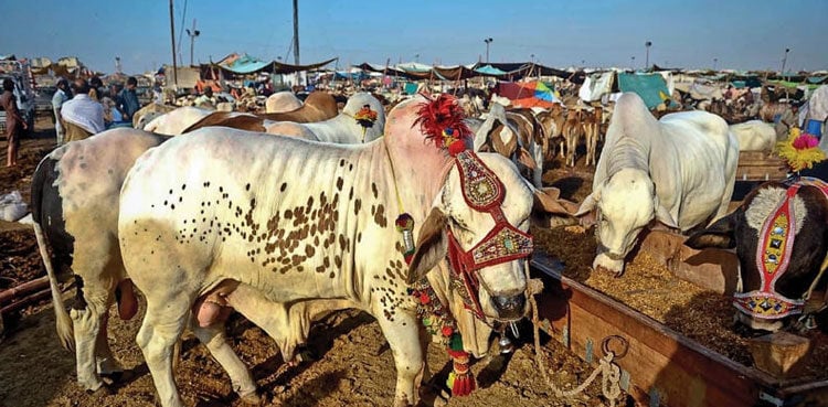 Eidul Adha 2024 in Pakistan likely to fall on THIS date