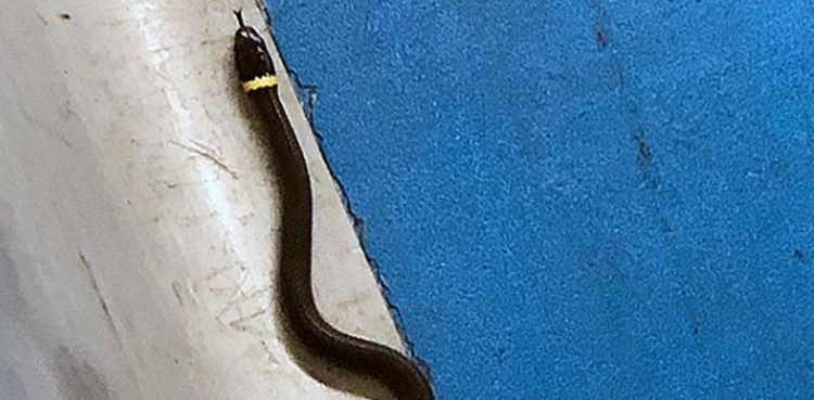 15-inch snake left behind at airport's security checkpoint