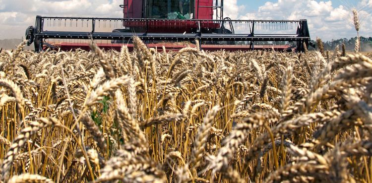 Russia still dissatisfied with Black Sea grain deal