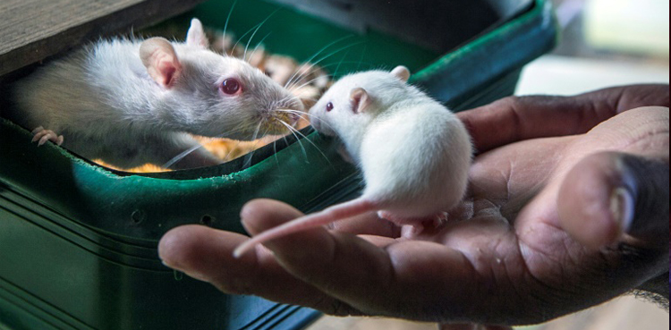 Coronavirus variants can infect mice