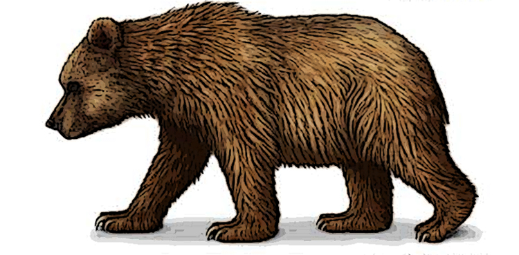 Study implicates humans in demise of prehistoric cave bear