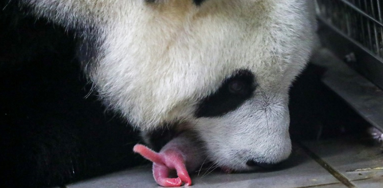 Rare baby panda twins born at Belgian zoo
