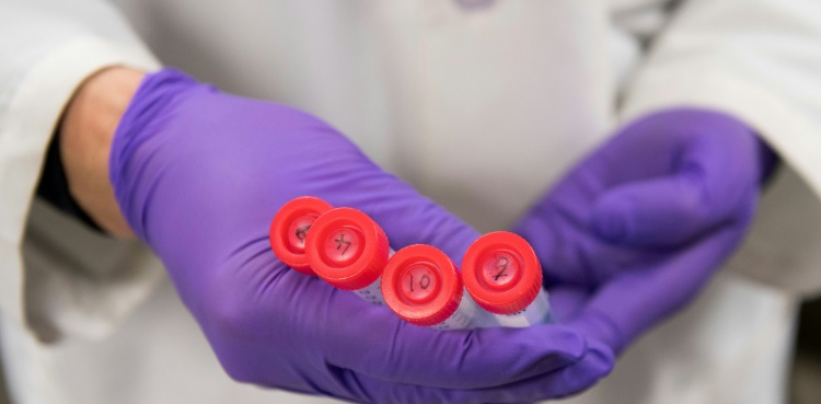 Japan approves growing human organs in animals for first time