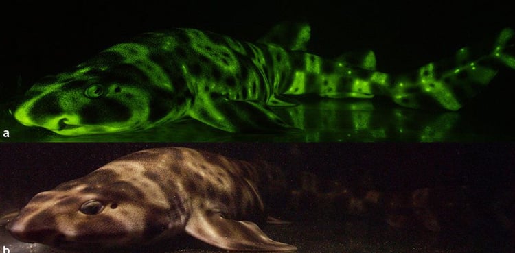 Mysteries of the deep: how some sharks glow green in the dark