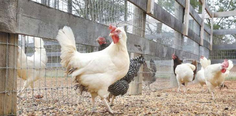'Backyard Poultry Production Program' initiated in Gilgit Baltistan
