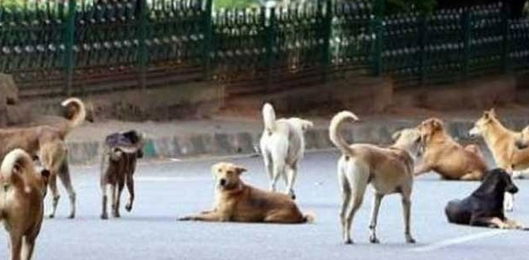Stray dog bites two children in Ghotki