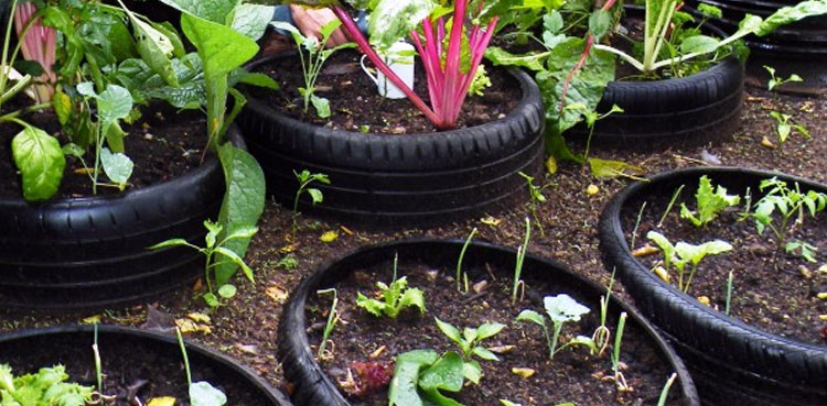 D.C Peshawar bans planting saplings in tyres and tubes