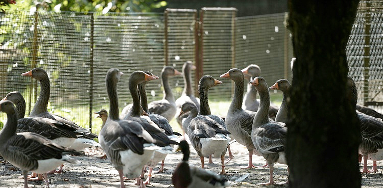 France to vaccinate millions of ducks against bird flu