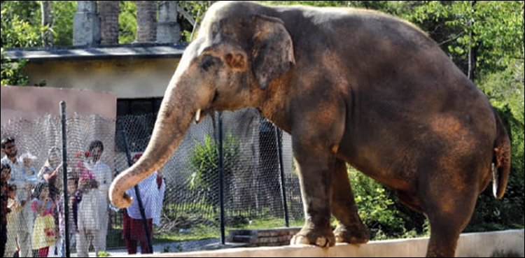 LHC tells authorities to issue NOC for importing elephant in three days