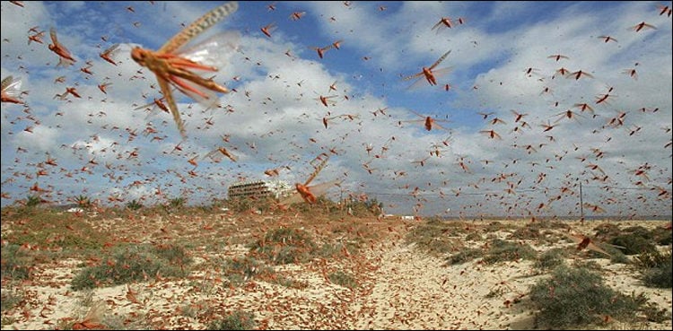 Fresh swarms of locusts descend in Cholistan, pose threat to cotton crop