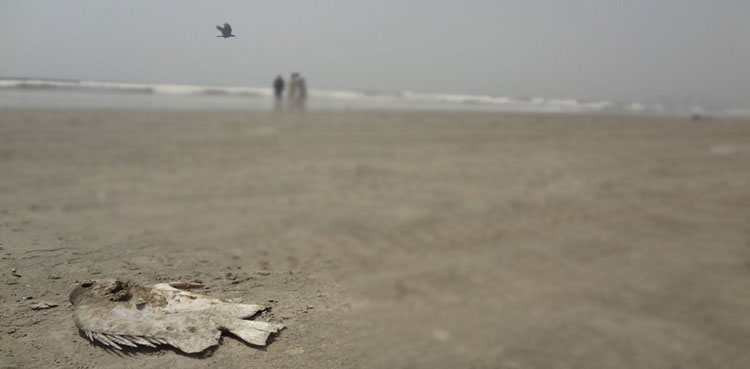 Karachi's seashore littered with dead sea creatures, fish