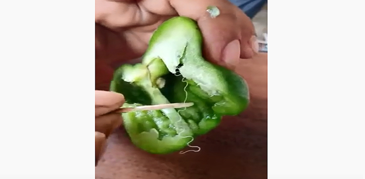 Does this viral video show a venomous snake inside green pepper