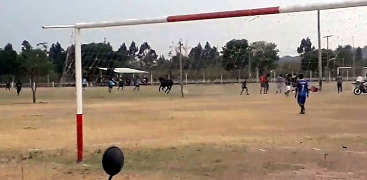 Bull interrupts soccer game