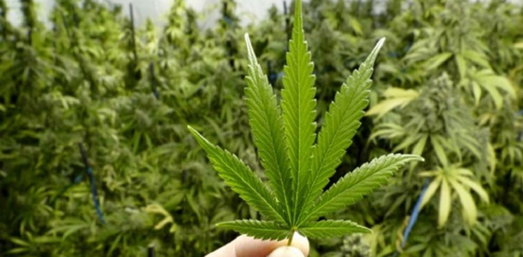 Cabinet approves first licence for medical, industrial use of 'Bhang'