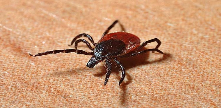 Congo virus patient admitted at Quetta hospital