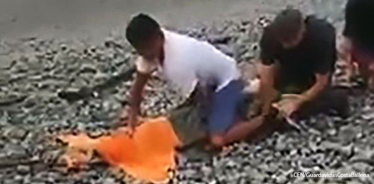 Daring or dangerous? Men capture giant crocodile using towel and string