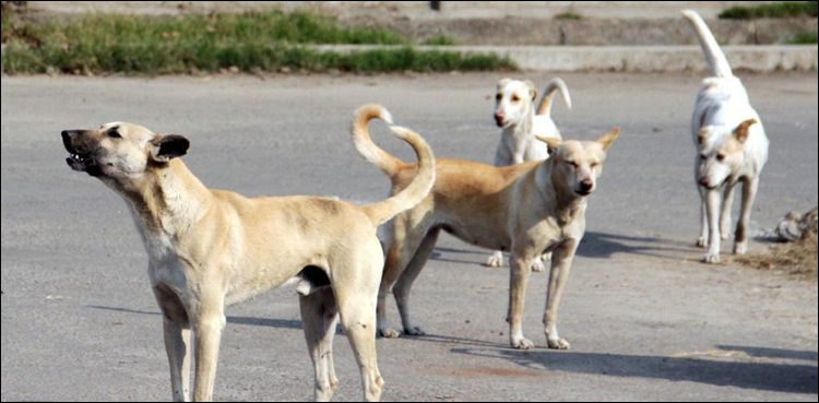 Stray dogs to get anti-rabies vaccines in Sindh