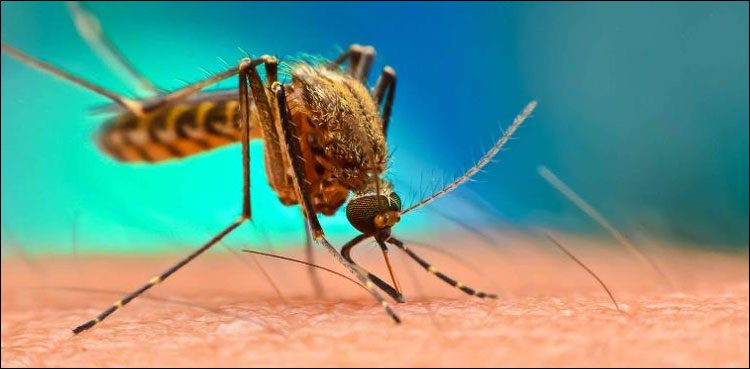 Hyderabad man dies of dengue fever