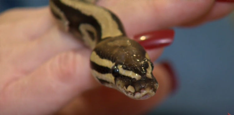 Missing python finally found in owner's basement