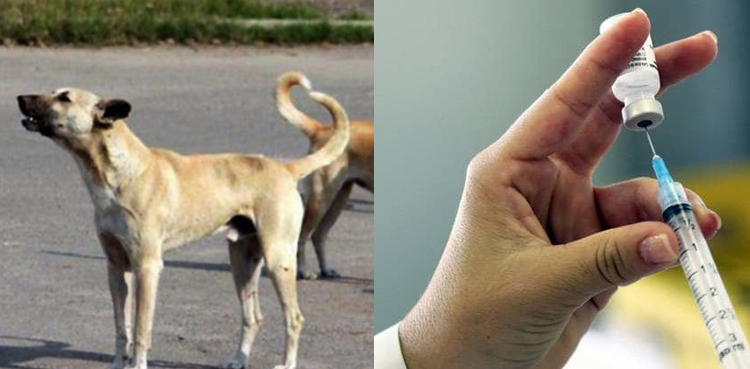 SHC seeks reply over action against stray dogs, shortage of rabies vaccines in Sindh