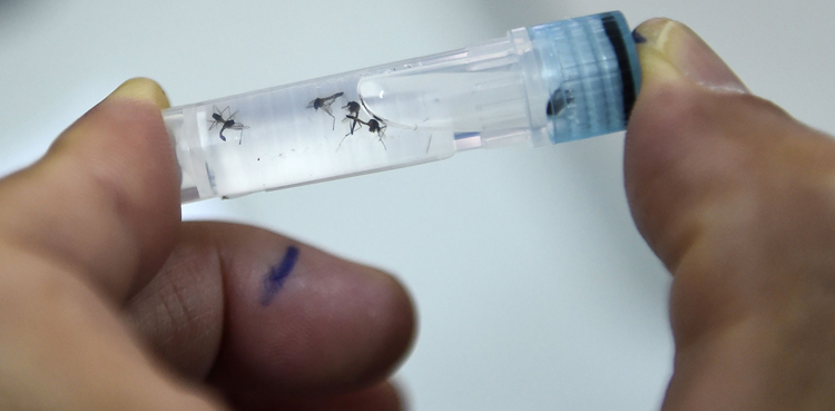 Dengue continues on-slot in Islamabad, Rawalpindi with 174 more cases