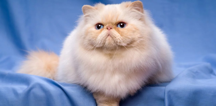 Expensive cat goes missing from airplane cargo, cage found empty