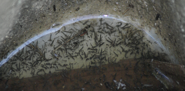 Medical college faces heavy fine as student died of dengue