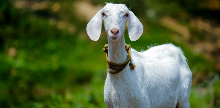 WATCH: Two-headed goat born on a farm